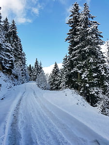 sníh, Les, Příroda