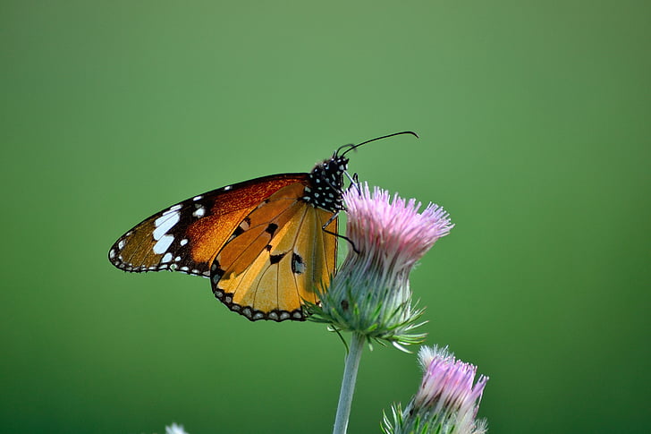 motýl, zelená, Příroda, hmyz, makro, zahrada, jaro