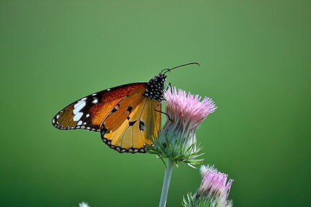 motýľ, Zelená, Príroda, hmyzu, makro, Záhrada, jar