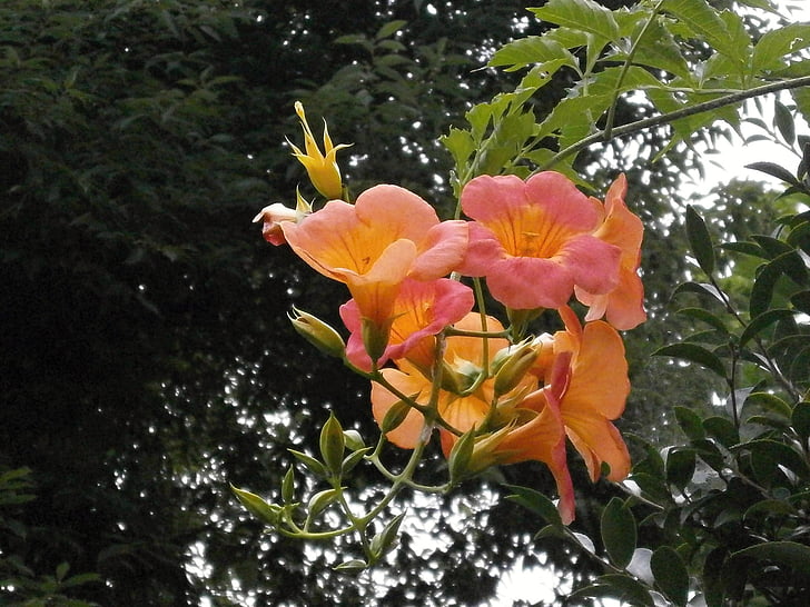 China trompeta de vid, Bignoniaceae, flor de naranja, flores de verano, la vid, naturaleza, planta
