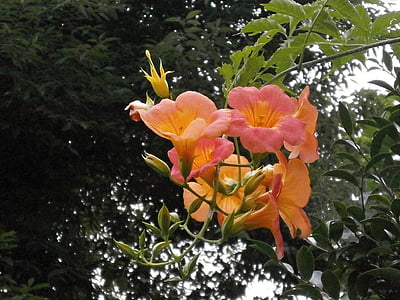 Kiinan Trumpetti viiniköynnöksen, Bignoniaceae, oranssi kukka, Kesän kukat, viiniköynnöksen, Luonto, kasvi