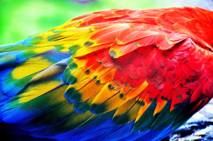 pióro, papuga, kolory, Kolor, Ara, skrzydła, Szczegóły