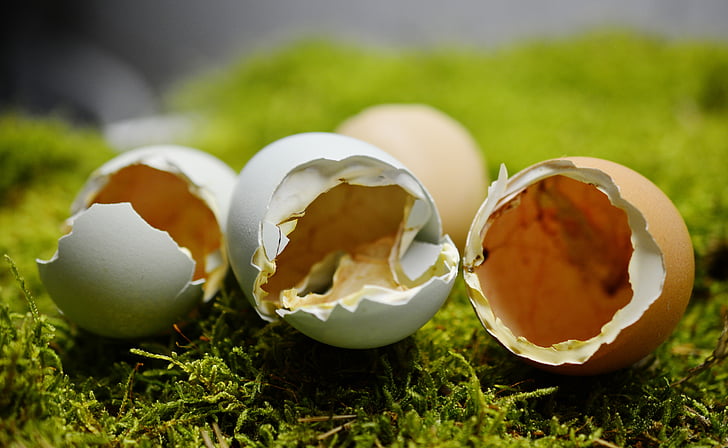 eggshell, hatched, broken up, shell, hatch, chickens, open