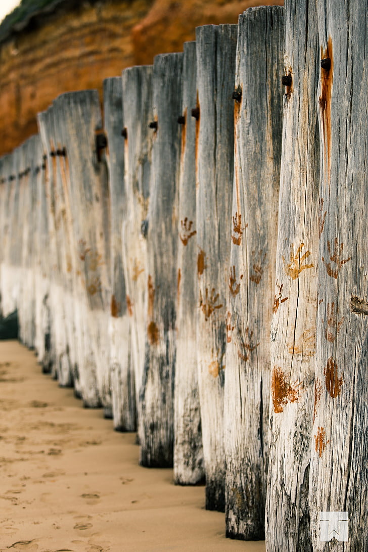 aallonmurtajan, Puolalaiset, Beach, puu, Anglesea, Victoria, Australia