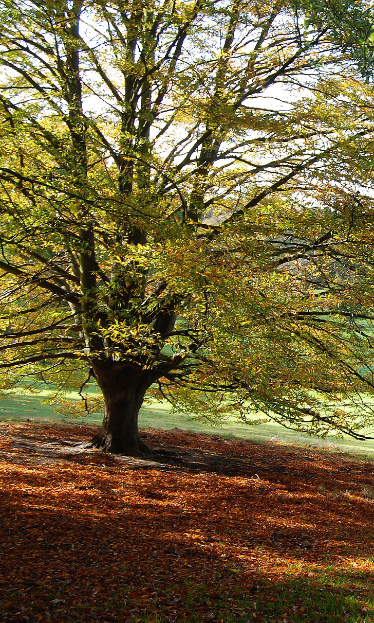 дерево, Осінь, падіння, листя, колір, коричневий, на відкритому повітрі