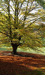 drzewo, jesień, upadek, liści, Kolor, brązowy, na zewnątrz