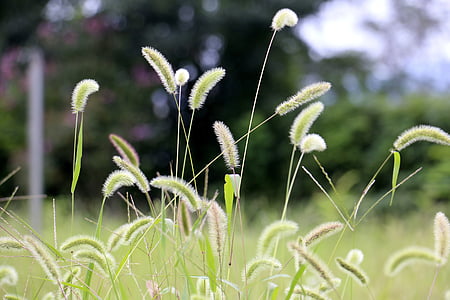 поле, десять башня, Зеленая трава ковер, природные, пушистый, трава