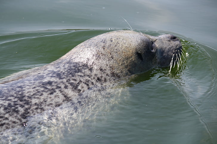 Seal, water, zeehondencreche