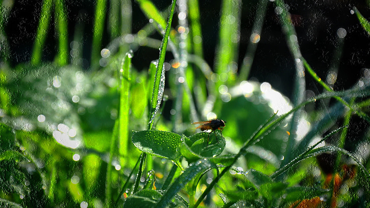 dew, green, insect