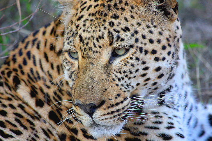 natura, animale, fauna selvatica, ghepardo, gatto, leopardo, undomesticated Cat