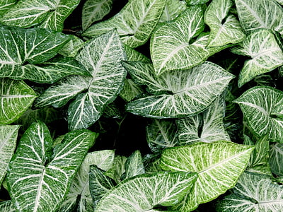verde, hojas, naturaleza, patrón de, planta, formas, vista superior