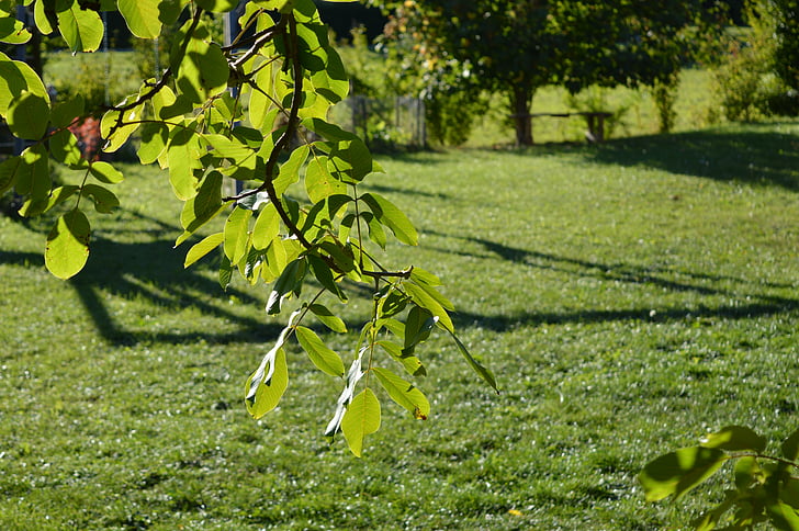 walnut, nature, leaf, leaves, summer, park, orchard