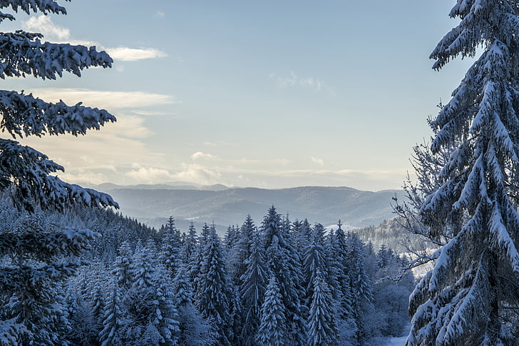 mountains, nature, pine trees, snow, winter, winter landscape, forest