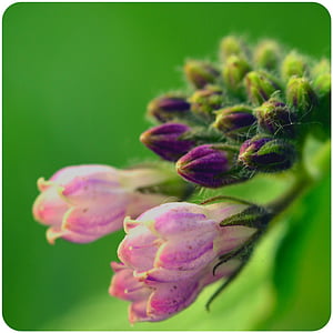 comfrey, μπουμπούκια ανθέων, λουλούδι