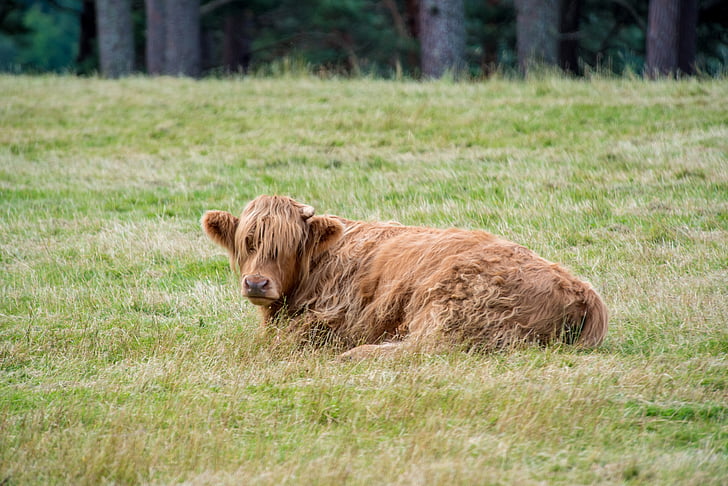Highland-rinder, carne de bovino, vaca, Escócia, terras altas, paisagem, Hof