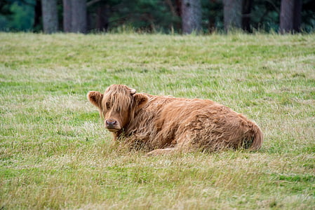 Highland-rinder, Wołowina, krowa, Szkocja, Highlands, krajobraz, Hof