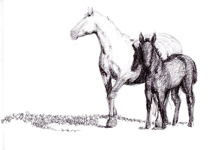 häst, ritning, Pen, konst, konstverk