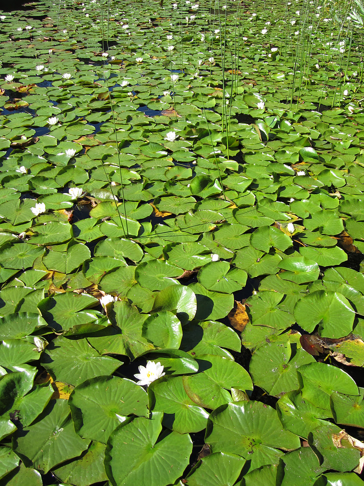 dammen, Lily, Lotus, vann, lilypad, natur, grønn