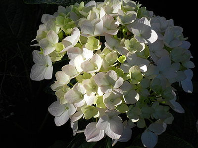 valkoinen, Hydrangea, kukat, kukkii, kimppu, joukko, pieni