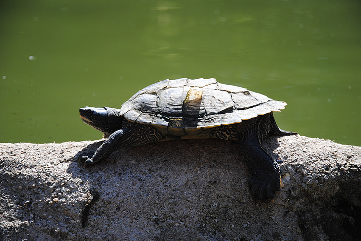 tortuga, agua, animal, flora y fauna, Océano, acuática, bajo el agua