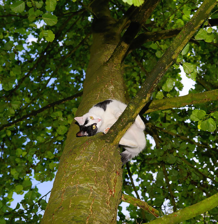 chat, arbre, montée, jeune chat, animal de compagnie, nature, chat dans l’arbre