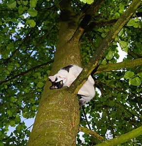 mačka, strom, stúpanie, mladá mačka, PET, Príroda, mačka na strome