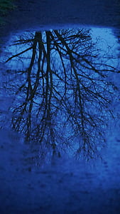 pfueze, imatge en el mirall, nit, arbre, silueta, estat d'ànim, ambient