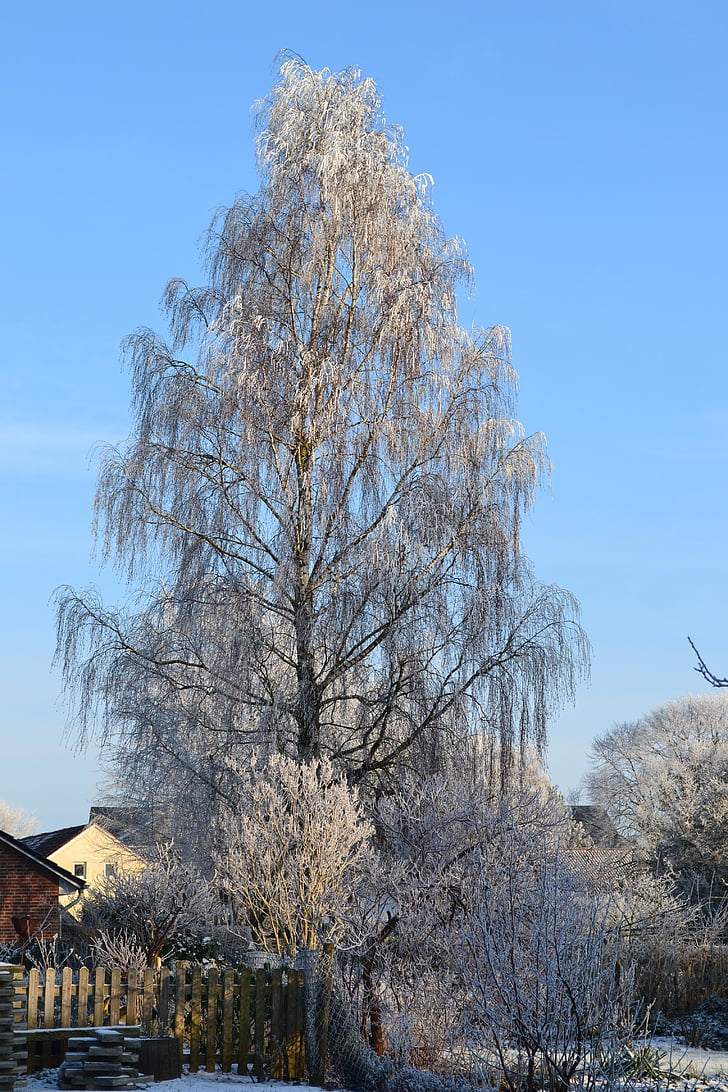winter, birch, ice, cold, frost, wintry