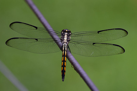 dragon fly, insect, flying insect, dragon, fly, bug, dragonfly