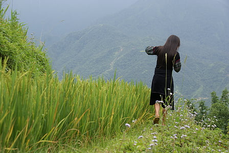 arroz, terraza, Sapa, Vietnam, paisaje, campo