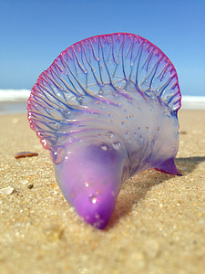 Meduza, plaža, pijesak, Ožujak, Brazil, Ceará, opasno