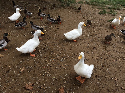 ducks, nature, bird, duck, avian, outdoor, mallard