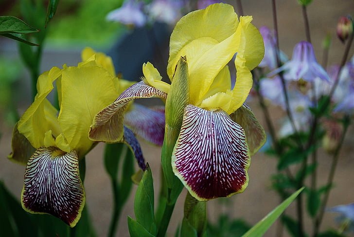 Iris, lijepa, ljiljan, cvijet, biljka, ljeto, cvijeće