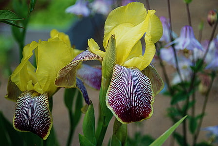Iris, frumos, crin, floare, plante, vara, flori