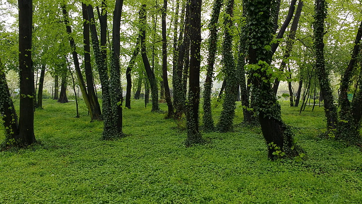 Forest, Ivy, Hlavička helix, Zelená, Poľsko, Príroda