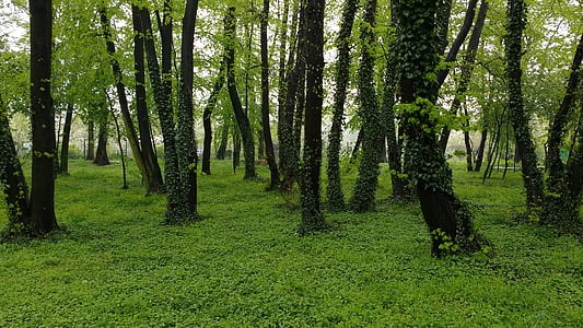 Orman, Ivy, Üstbilgi sarmal, Yeşil, Polonya, doğa