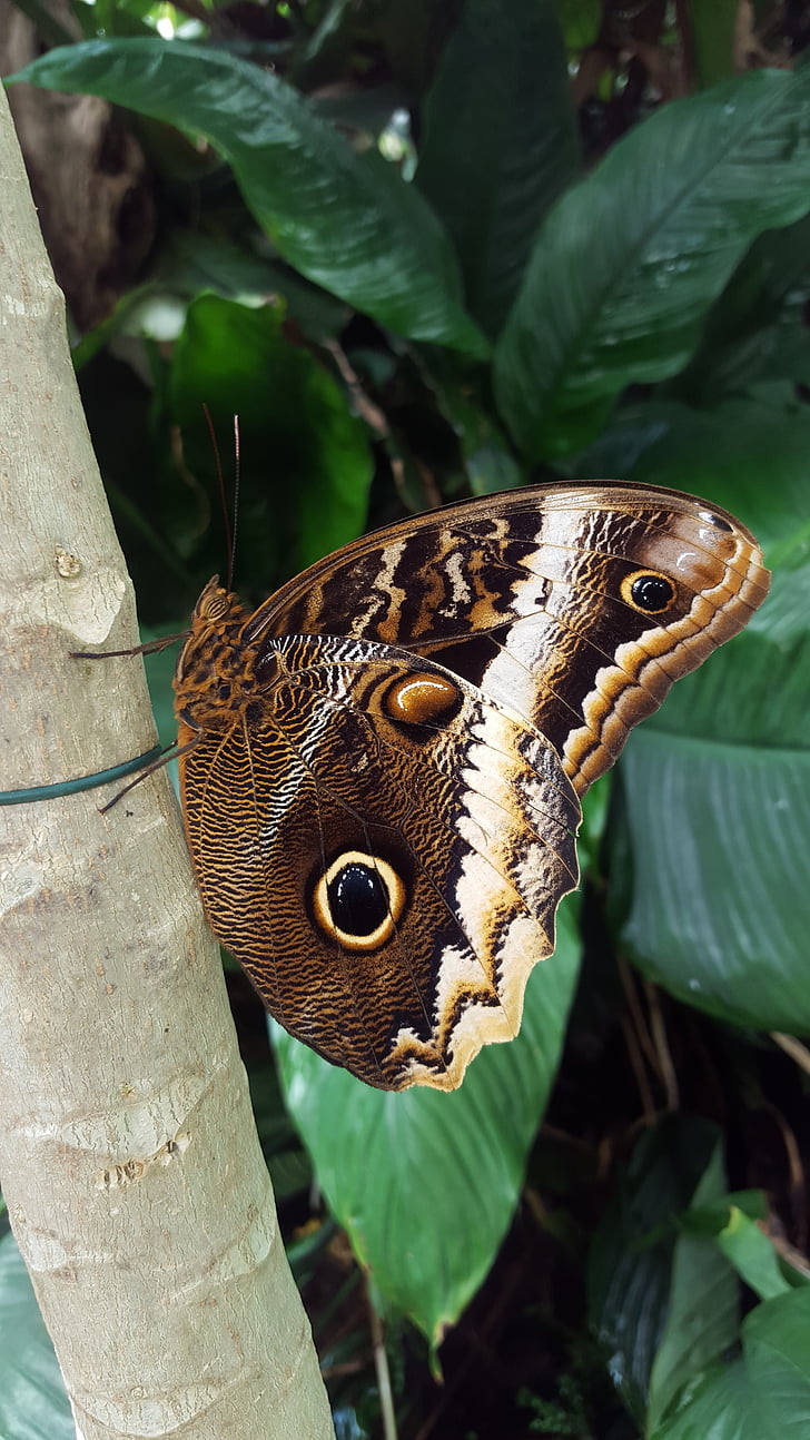 butterfly, tropics, eye