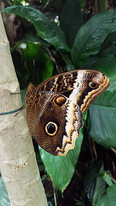 Motyl, tropiki, oko