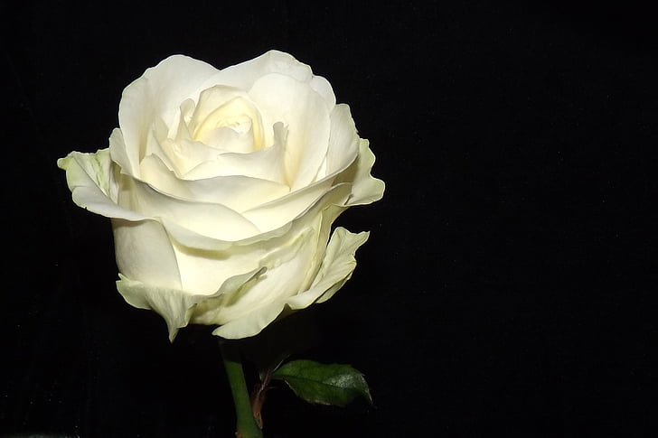 levantou-se, Branco, flor, flor, rosas brancas, rosa - flor, natureza