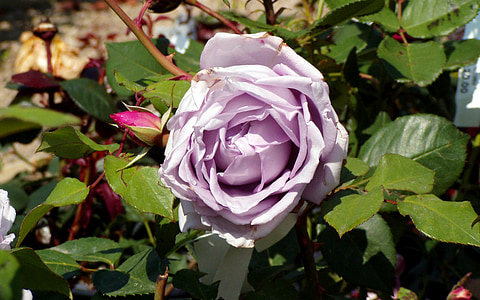 rosa, blomst, kronblad, lilla rose, dekorativ anlegget, lilla blomster, hage