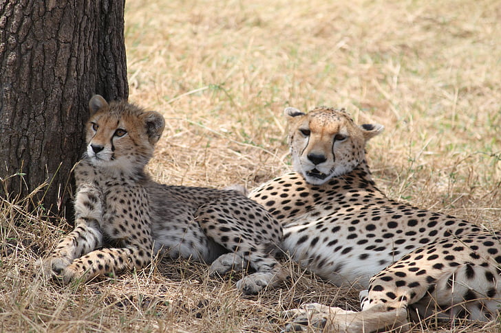 Cheetah, Afrika, Safari, Wildlife, dyr, natur, Kenya