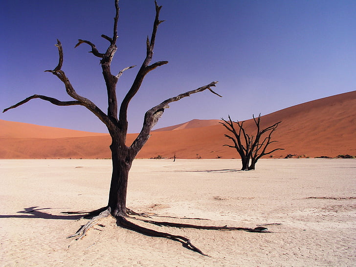 désert, sécheresse, sec, sable, environnement, morte, dune
