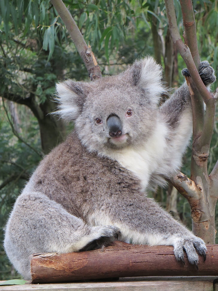 Koala, Australien, vilda djur, djur, naturen, pungdjur, Söt