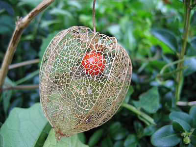 lampionblume, braid, berry, ripe, physalis alkekengi, ornamental plant, bladder cherry