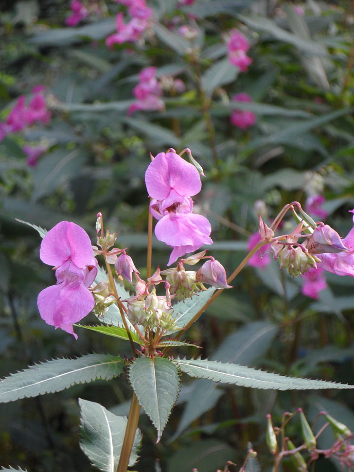 balsam, Himalayan balsam, Impatiens glandulifera, gjennopprette orkidé, indiske springkraut, anlegget, blomst