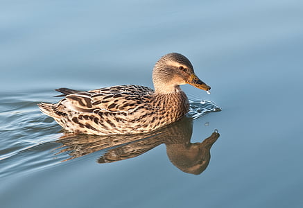 Duck, vand, refleksion, Gråand, fugl