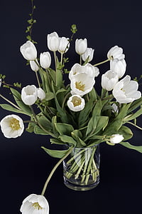 tulbid, Tulip lill, lilled, valge, roheline, lill, loodus