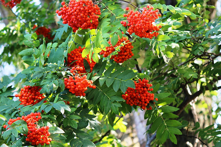 árbol, Fresno de montaña, Rowanberries, bayas, rojo, hermosa, tóxicos