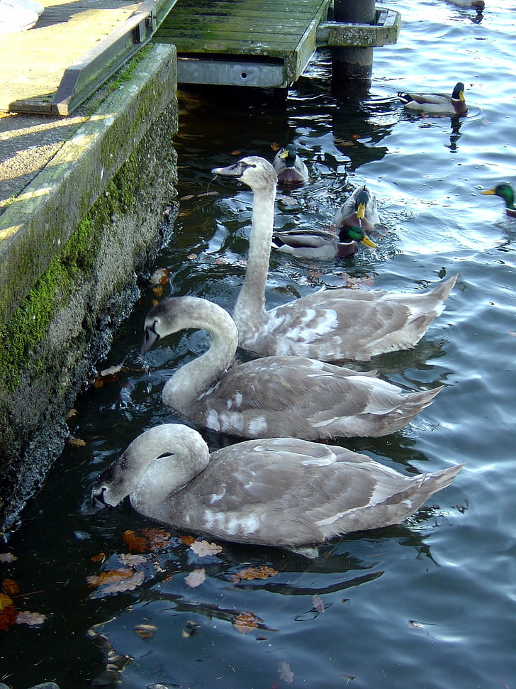 Swan, Cygnet, dyreliv, unge, fuglen, vann, natur