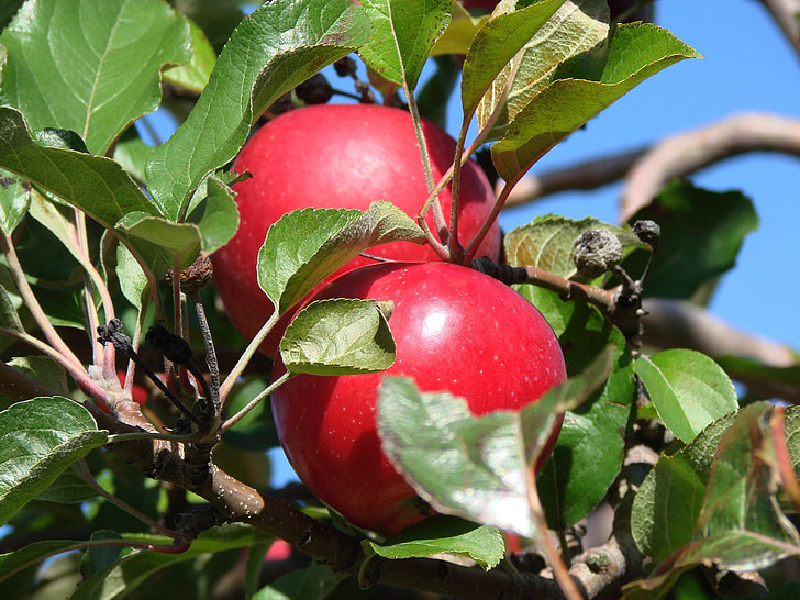 maçãs, fazenda, Michigan, close-up, natureza, frutas